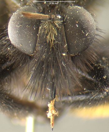 Media type: image;   Entomology 12839 Aspect: head frontal view